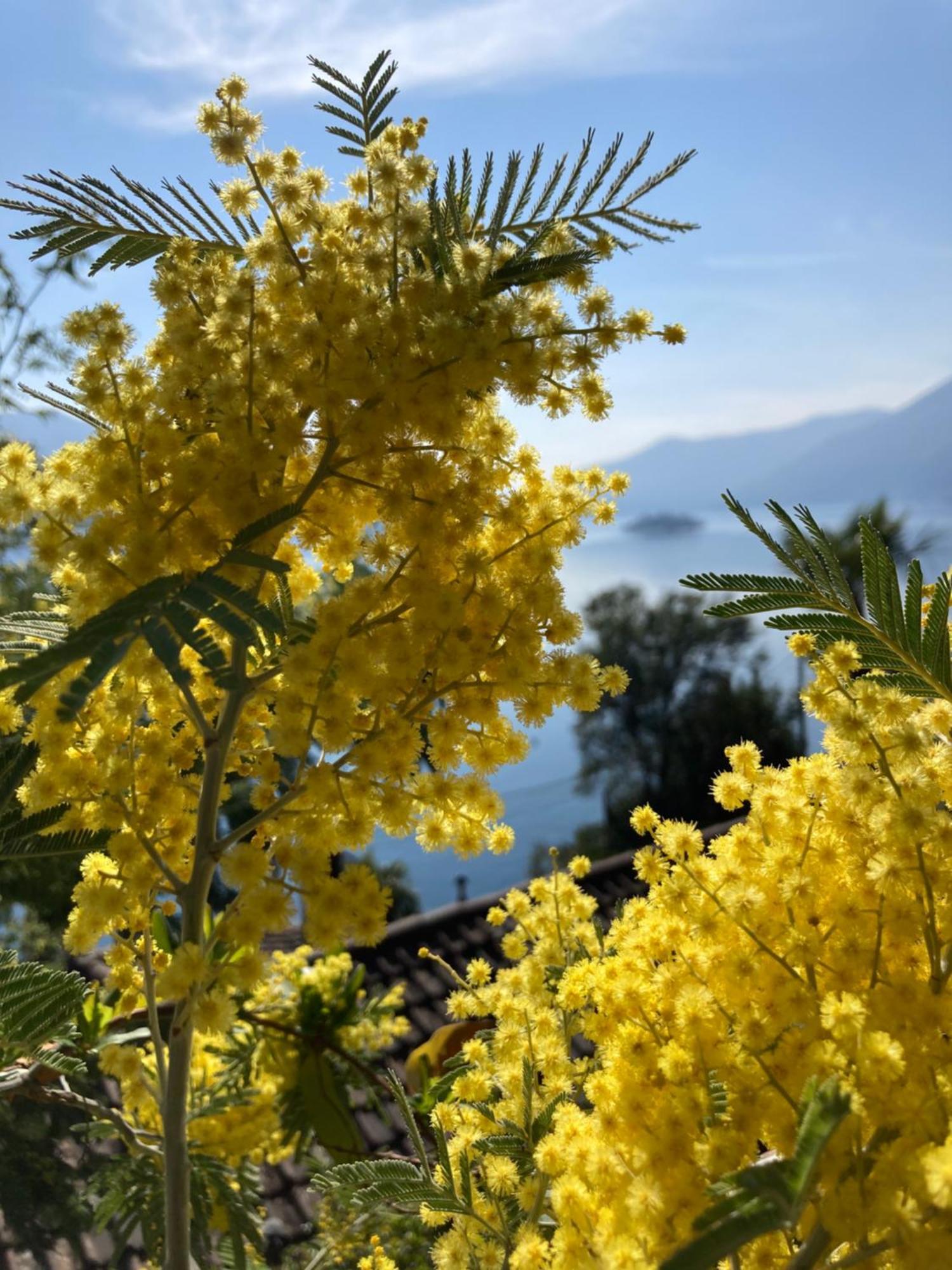 Bnb122 Bed&Breakfast Ascona Exteriér fotografie